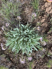 Phoenicaulis cheiranthoides