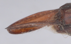 Anax guttatus