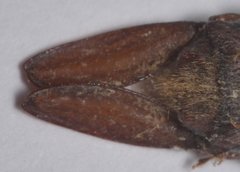 Anax guttatus