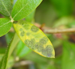 Venturia oleaginea