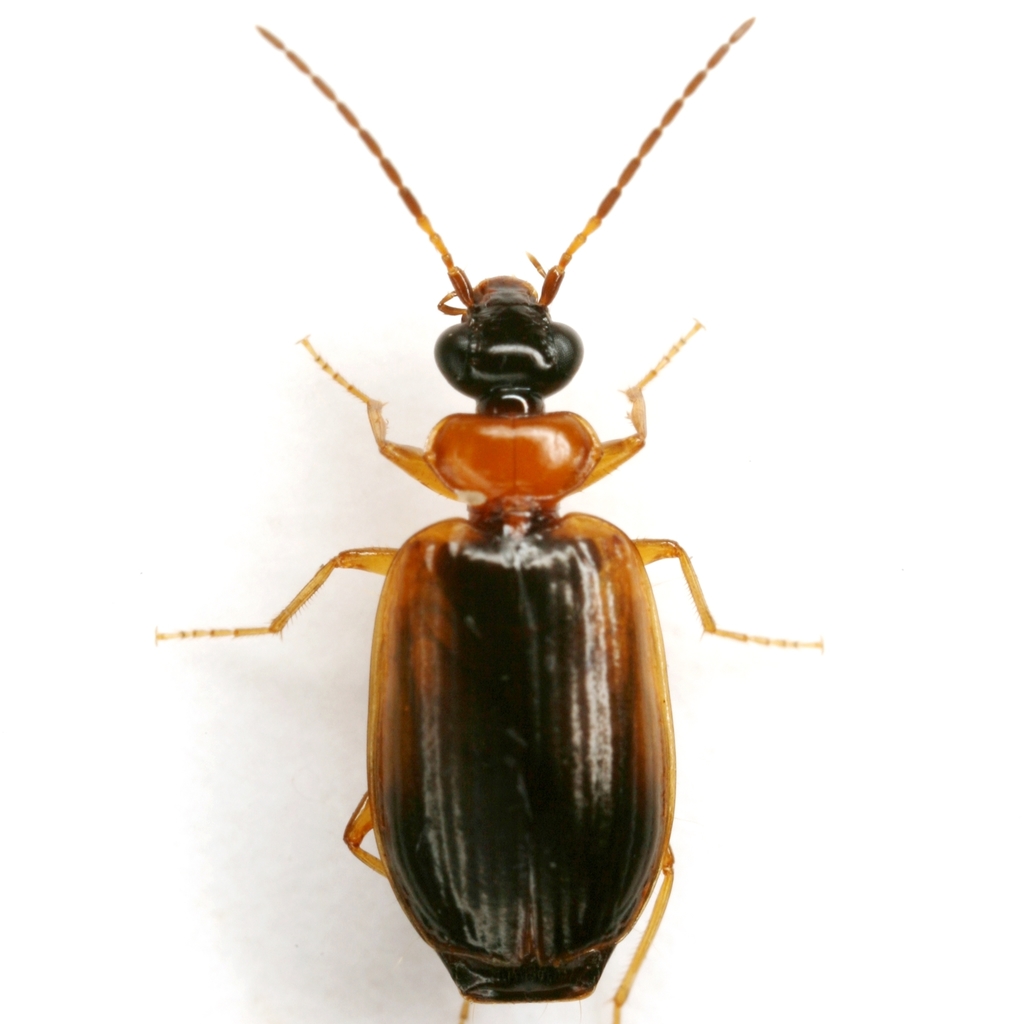 Pentagonica picticornis