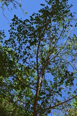 Zanthoxylum caribaeum