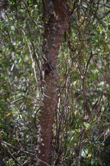 Zanthoxylum caribaeum