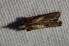 Ancylostomia stercorea