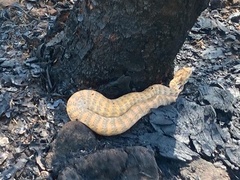 Acanthophis cryptamydros