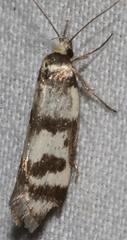 Philobota impletella