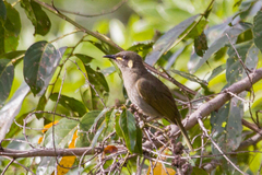 Meliphaga notata