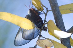 Hemileuca nevadensis