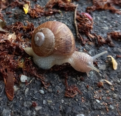 Helix pomatia
