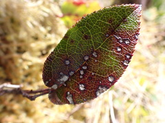 Cameraria gaultheriella