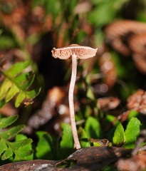 Melanophyllum haematospermum