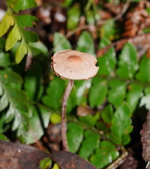 Melanophyllum haematospermum