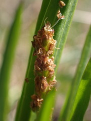 Plantago macrocarpa