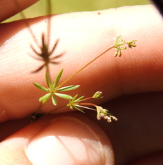 Galium divaricatum