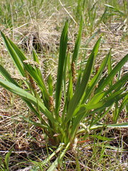 Plantago macrocarpa