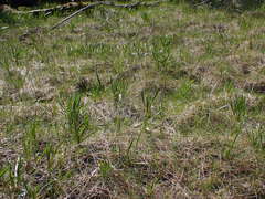 Plantago macrocarpa