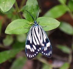 Cyclosia latipennis