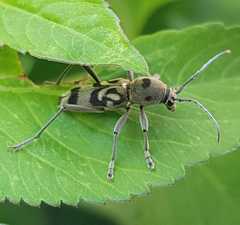 Chlorophorus macaumensis