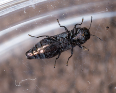 Agrilus lecontei celticola