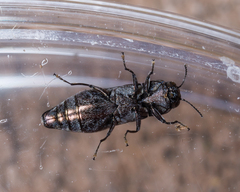 Agrilus lecontei celticola
