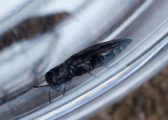 Agrilus lecontei celticola