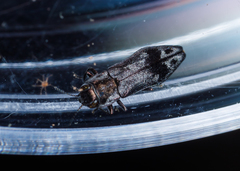 Agrilus lecontei celticola