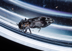 Agrilus lecontei celticola