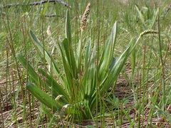 Plantago macrocarpa
