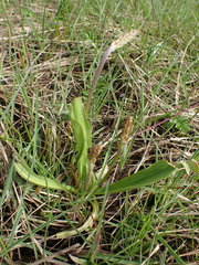 Plantago macrocarpa
