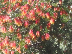 Tristerix penduliflorus