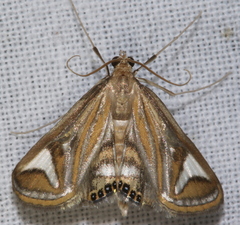 Strepsinoma foveata