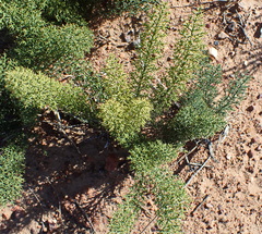 Asparagus oliveri