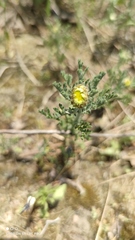 Anthemis ruthenica