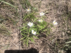 Anemonoides caerulea