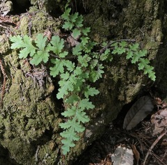 Pedicularis dudleyi
