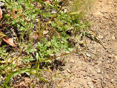 Tauschia kelloggii