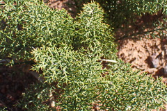 Asparagus oliveri