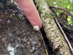 Marasmiellus volvatus