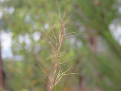 Aristida ramosa
