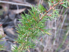 Leptospermum arachnoides
