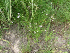 Lythrum alatum