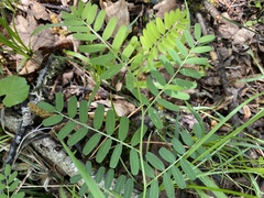 Vicia grandiflora