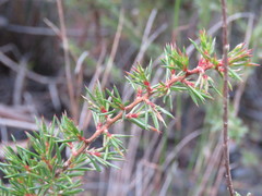 Leptospermum arachnoides