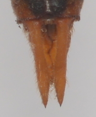 Macrodiplax cora