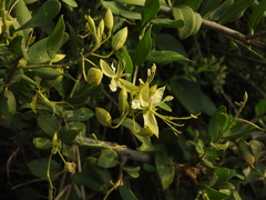 Cadaba fruticosa
