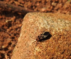 Tropidothorax maculatus