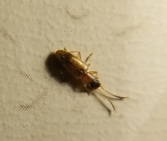 Telephanus