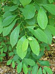 Lindera benzoin
