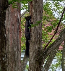 Sciurus vulgaris