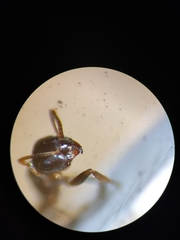 Lasius alienus